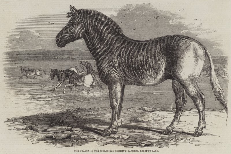 A Quagga az Állattani Társaság kertjében, a Regent