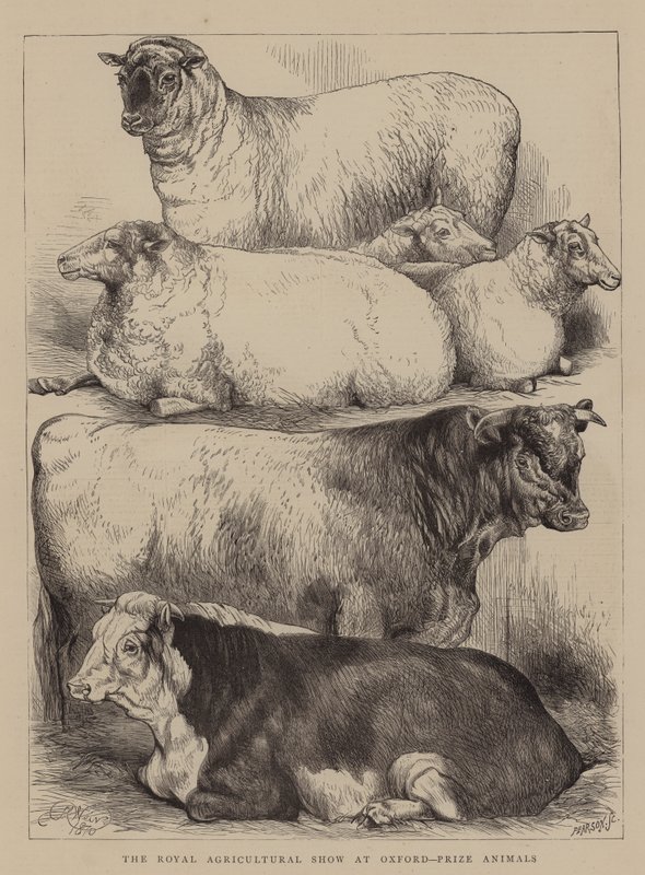 Az Oxfordi Királyi Mezőgazdasági Kiállítás, a Prize Animals alkotó: Harrison William Weir