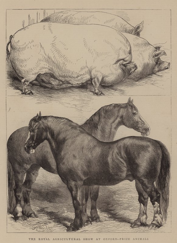 A Királyi Mezőgazdasági Kiállítás Oxfordban, Animals díja alkotó: Harrison William Weir