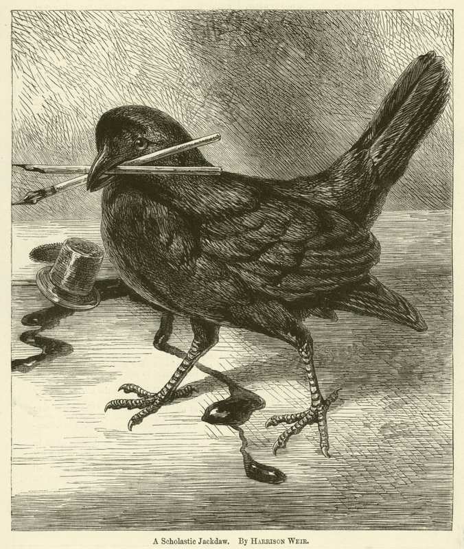 Egy Scholastic Jackdaw alkotó: Harrison William Weir