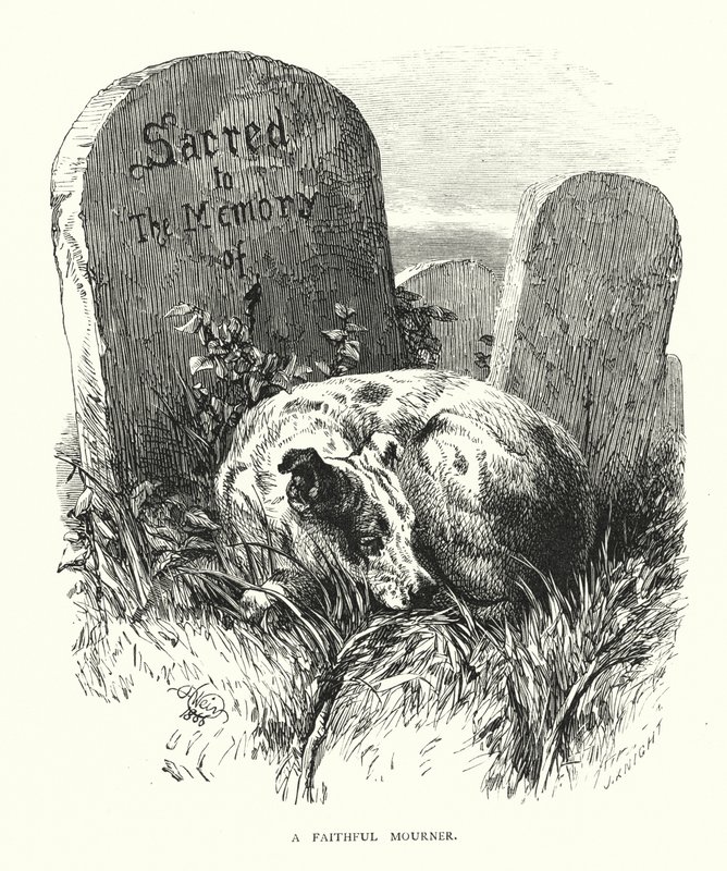 Egy hűséges gyászoló (metszet) alkotó: Harrison William Weir