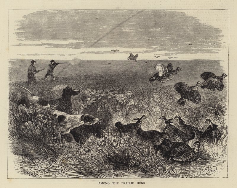 A préri tyúkok között alkotó: Harrison William Weir