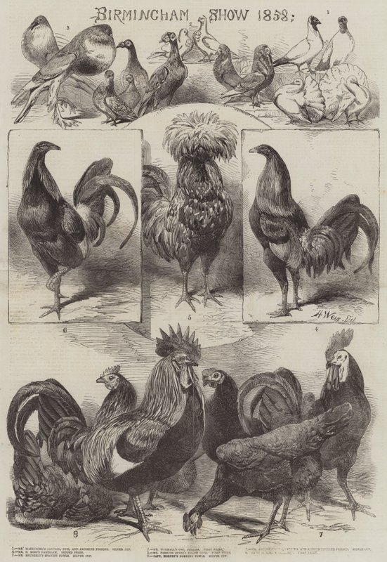 Birminghami Show 1858 alkotó: Harrison William Weir