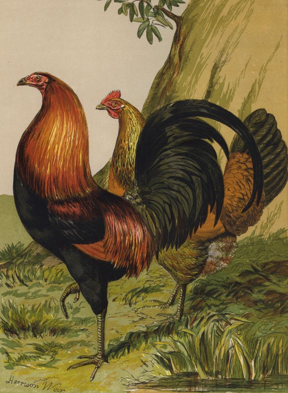 Feketemellű vörös játék (chromolitho) alkotó: Harrison William Weir
