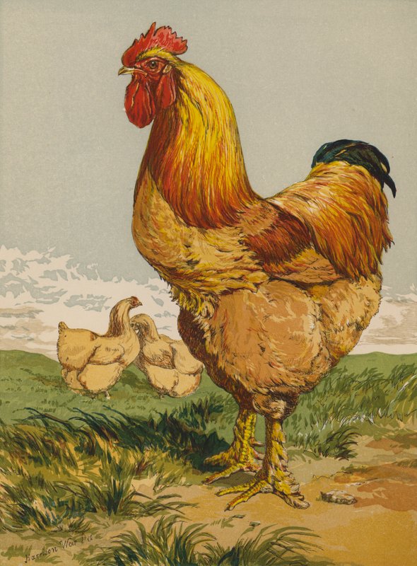 Buff Cochin Cock (chromolitho) alkotó: Harrison William Weir