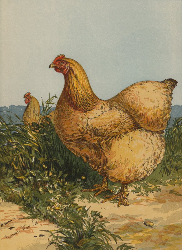 Buff Cochin Tyúk (chromolitho) alkotó: Harrison William Weir