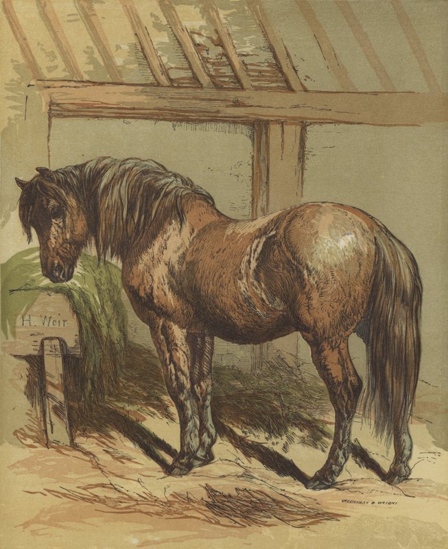 Charlie, a ló alkotó: Harrison William Weir