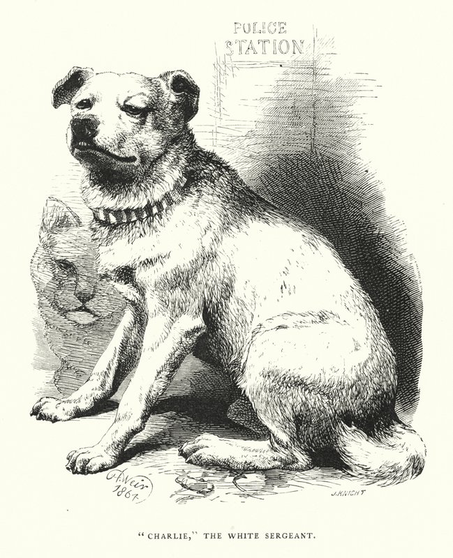 "Charlie", a fehér őrmester (metszet) alkotó: Harrison William Weir