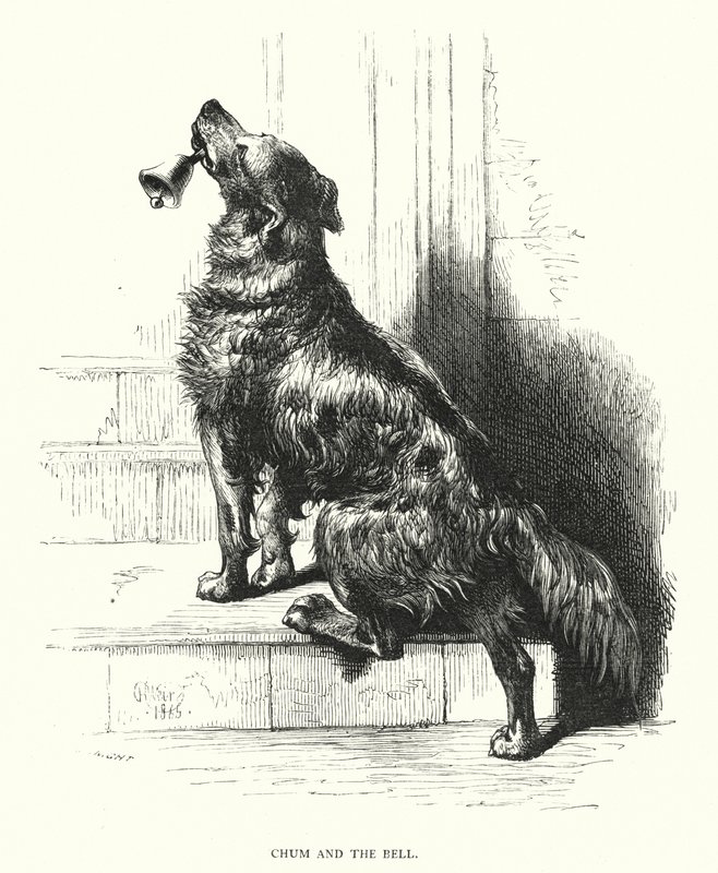 Chum és a harang (metszet) alkotó: Harrison William Weir