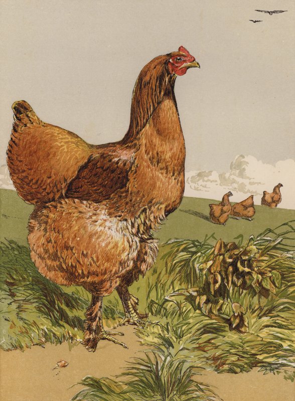 Fahéjas Cochin tyúk (chromolitho) alkotó: Harrison William Weir