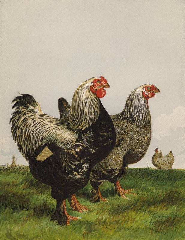 Sötét brahmák (chromolitho) alkotó: Harrison William Weir
