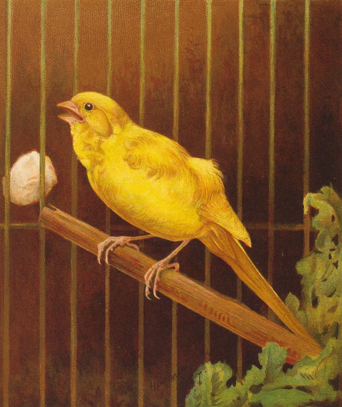 Dickie Bird (színes litográfia) alkotó: Harrison William Weir