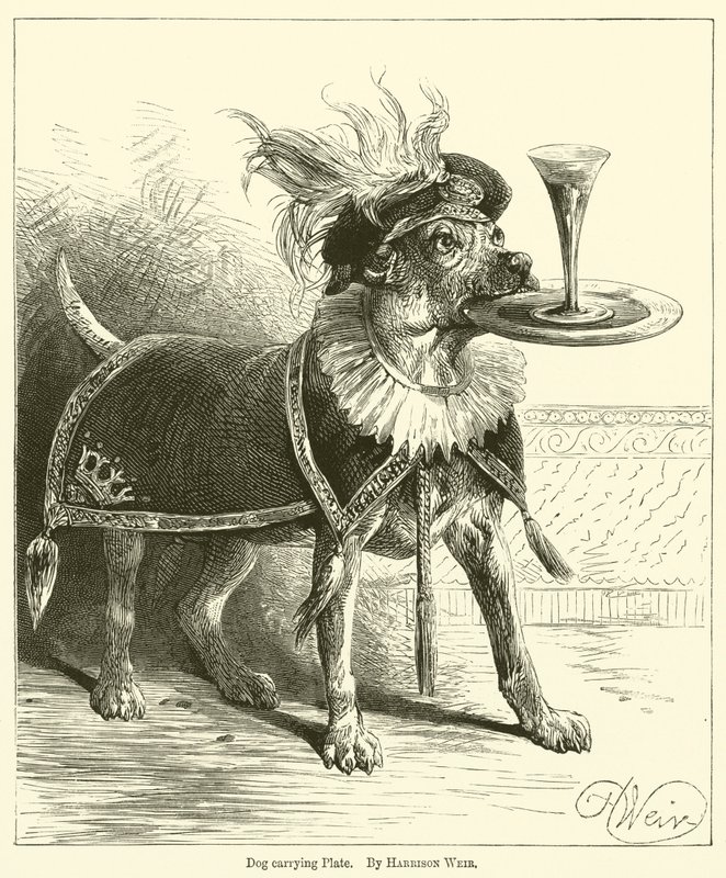 Kutya szállító lemez alkotó: Harrison William Weir