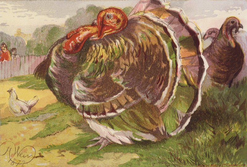 Dühös pulykakakas (színes litográfia) alkotó: Harrison William Weir
