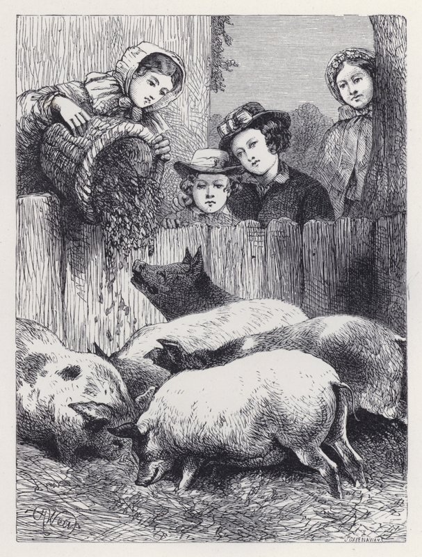 A disznók etetése (metszet) alkotó: Harrison William Weir