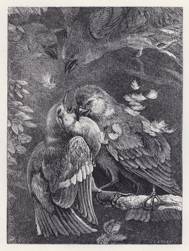Harc egy veréb és egy veréb között (metszet) alkotó: Harrison William Weir