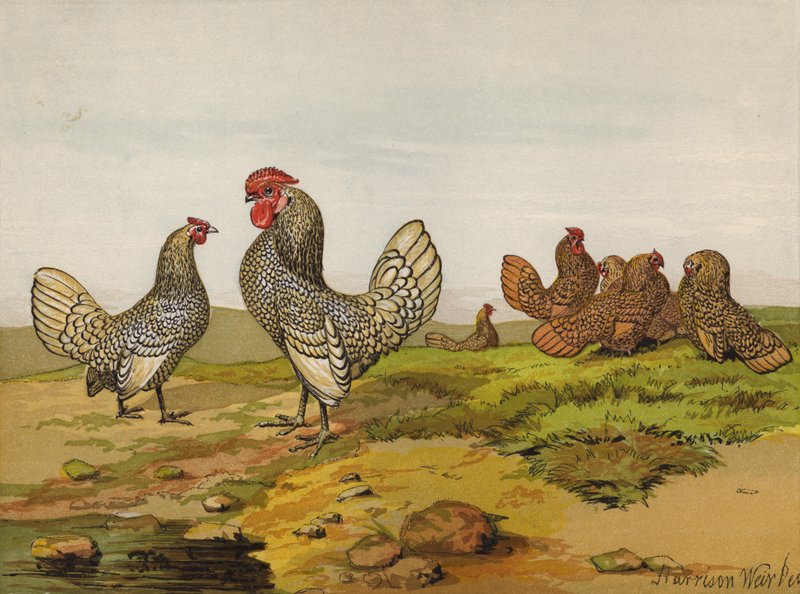Arany és ezüst fűzős bantamok (chromolitho) alkotó: Harrison William Weir