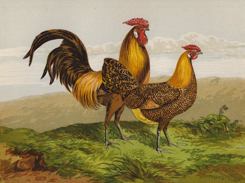 Aranyceruza Hamburgok (chromolitho) alkotó: Harrison William Weir