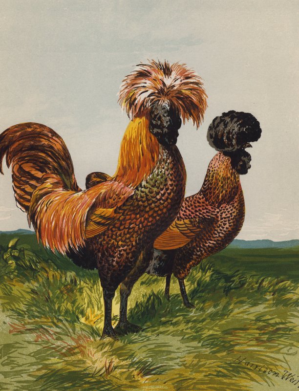 Aranyszilánkos lengyel (chromolitho) alkotó: Harrison William Weir