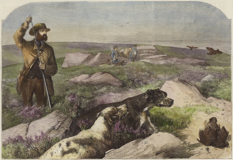 Grouse lövöldözés alkotó: Harrison William Weir
