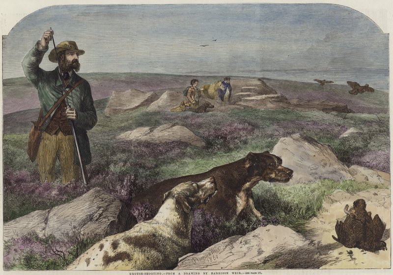 Grouse lövöldözés alkotó: Harrison William Weir