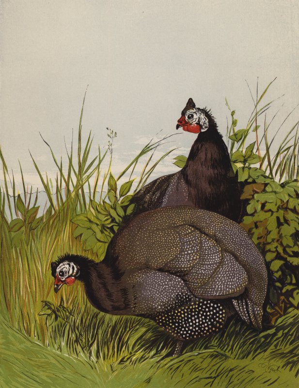 Gyöngytyúk (chromolitho) alkotó: Harrison William Weir