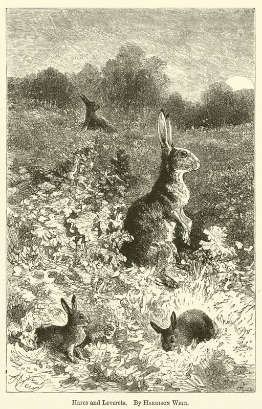 Nyulak és nyúlfélék alkotó: Harrison William Weir