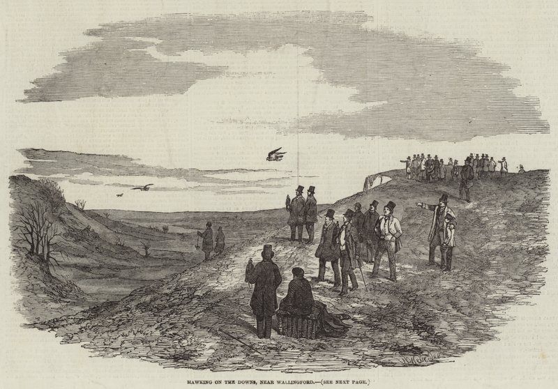 Hawking on the Downs, Wallingford közelében alkotó: Harrison William Weir