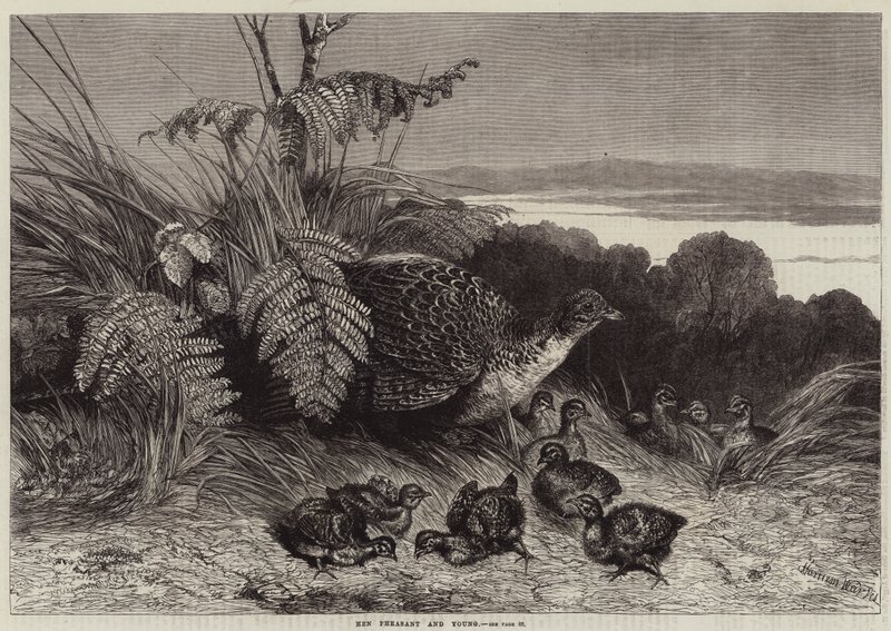 Tyúkfácán és fiatal alkotó: Harrison William Weir