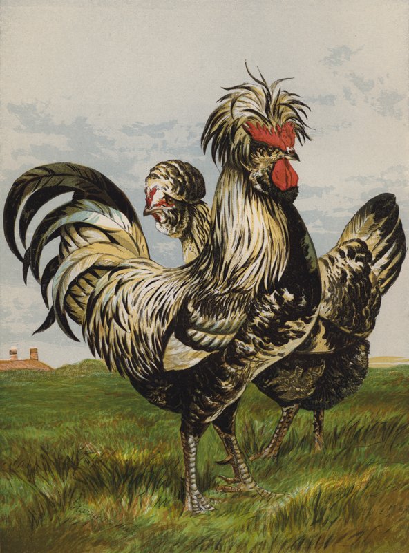 Houdans (chromolitho) alkotó: Harrison William Weir