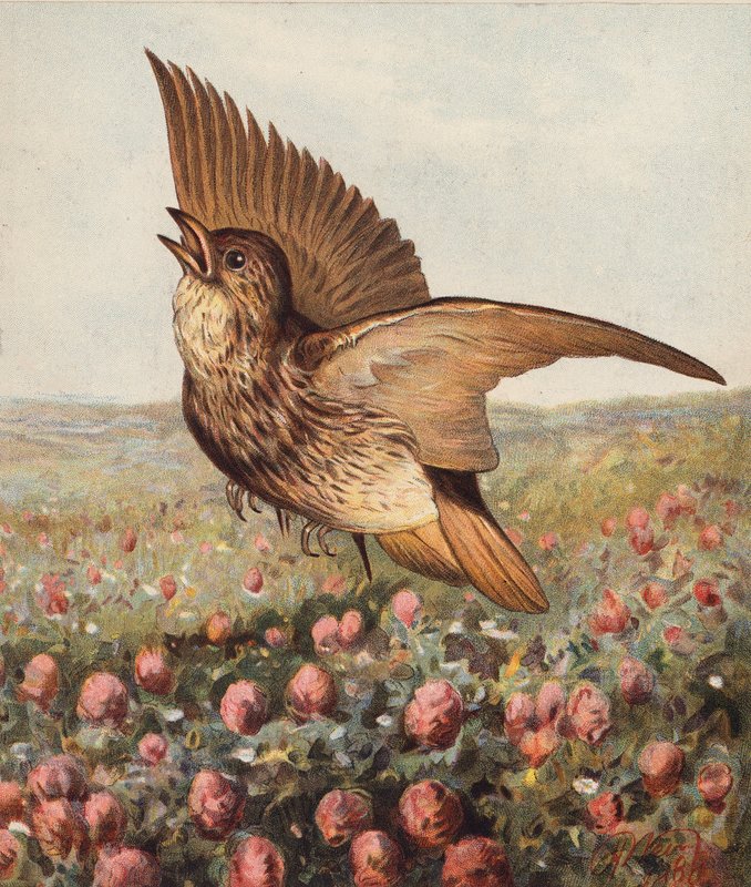 A lóherében (színes litográfia) alkotó: Harrison William Weir