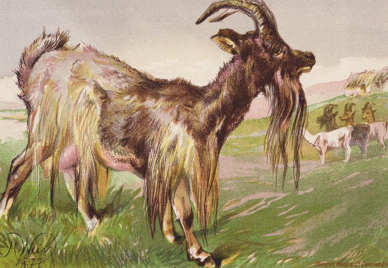 Katty vadállata (színes litográfia) alkotó: Harrison William Weir