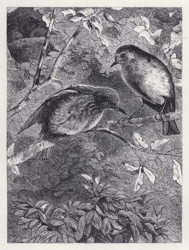 Tanulás repülni (metszet) alkotó: Harrison William Weir
