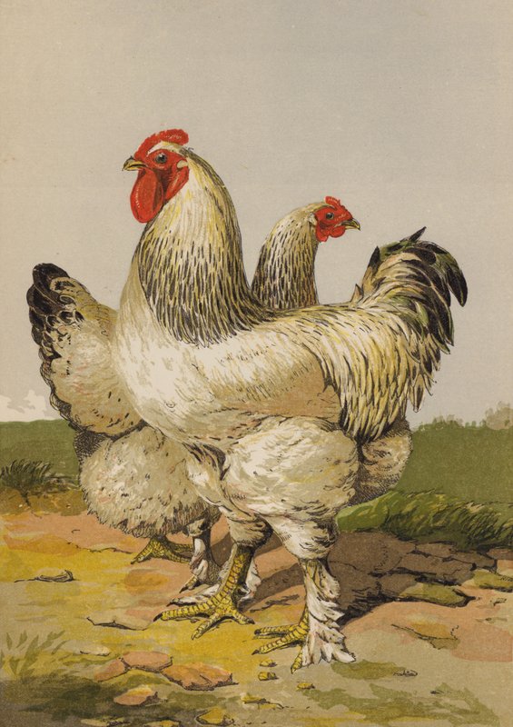 Könnyű brahmák (chromolitho) alkotó: Harrison William Weir