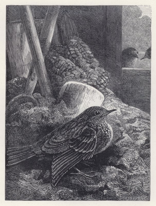 Little Robin biztonságosan elhelyezve (metszet) alkotó: Harrison William Weir