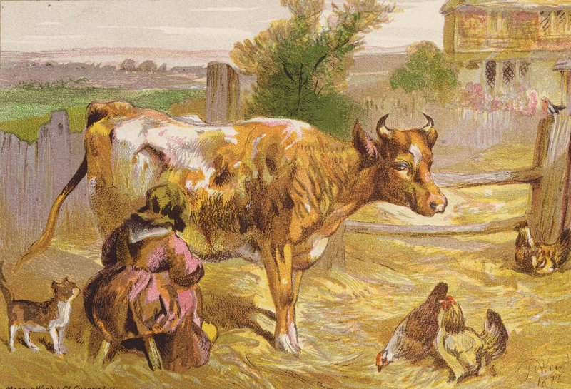 Old Nancy feji a tehenet (színes litográfia) alkotó: Harrison William Weir