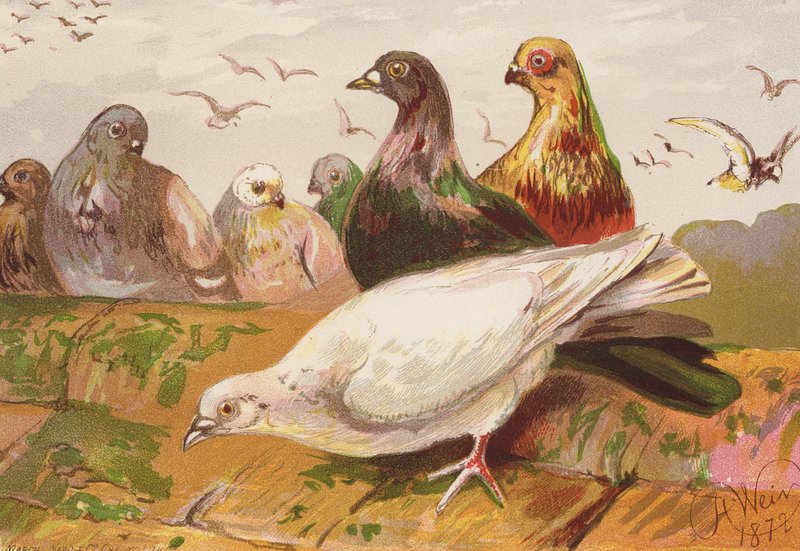 Galambok (színes litográfia) alkotó: Harrison William Weir