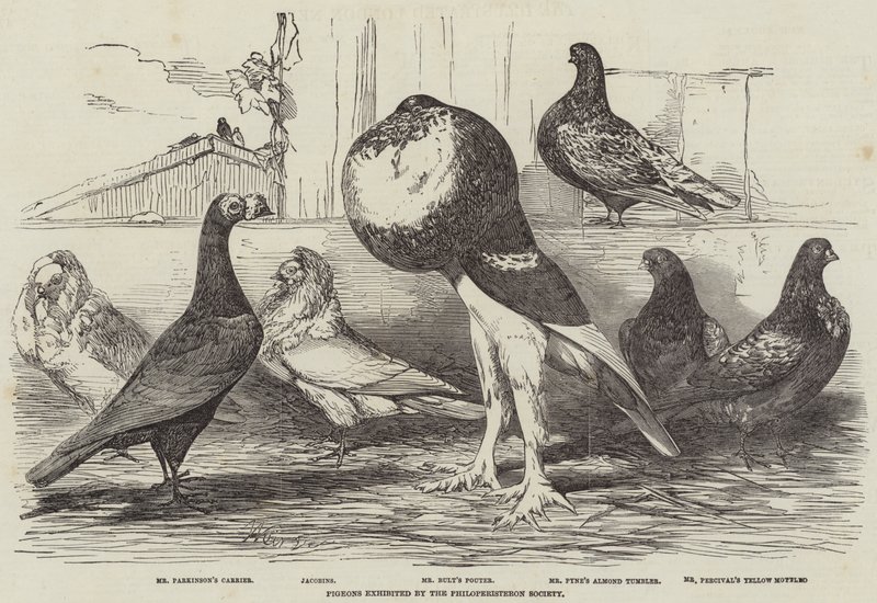 A Philoperisteron Society által kiállított galambok alkotó: Harrison William Weir