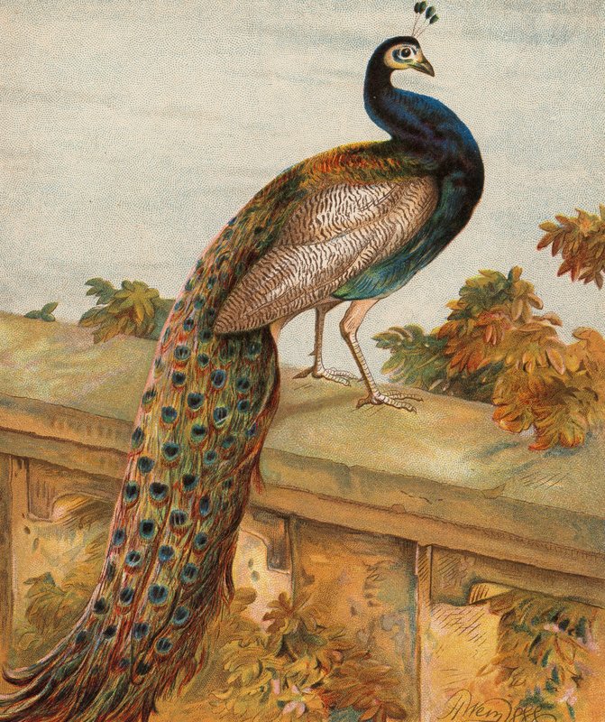Büszkeség a kertben (színes litográfia) alkotó: Harrison William Weir