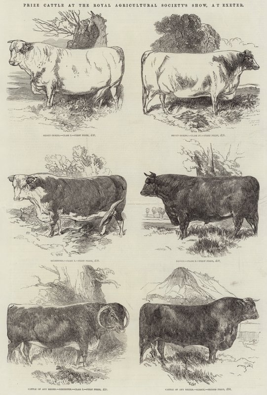 Díjmarha a Royal Agricultural Society kiállításán, Exeterben alkotó: Harrison William Weir