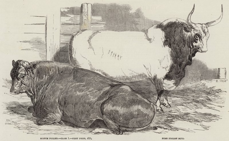 Szarvasmarhák díja a Királyi Mezőgazdasági Társaság kiállításán, Windsorban alkotó: Harrison William Weir