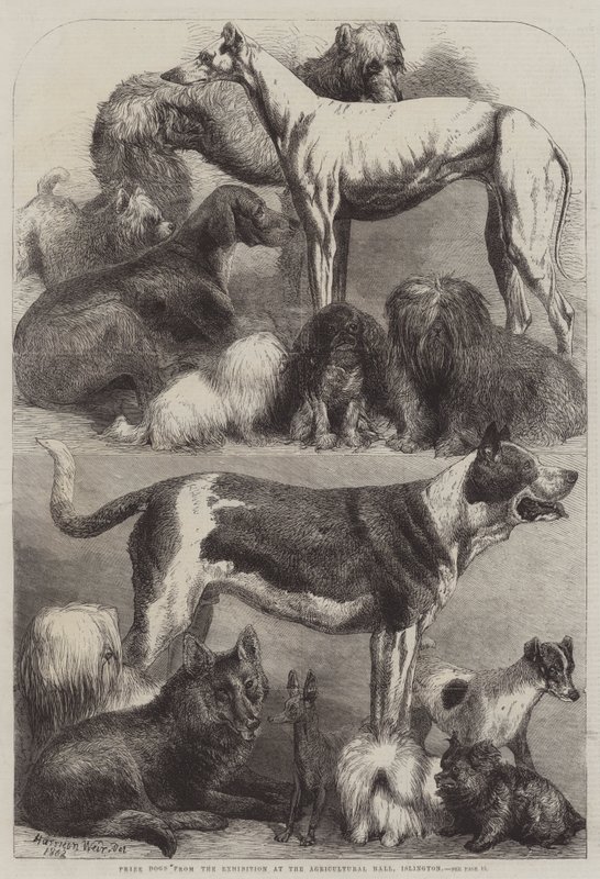 Díjkutyák a kiállításról az Agricultural Hallban, Islington alkotó: Harrison William Weir