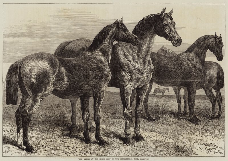 Díjlovak a Horse Show-n a mezőgazdasági csarnokban, Islington alkotó: Harrison William Weir