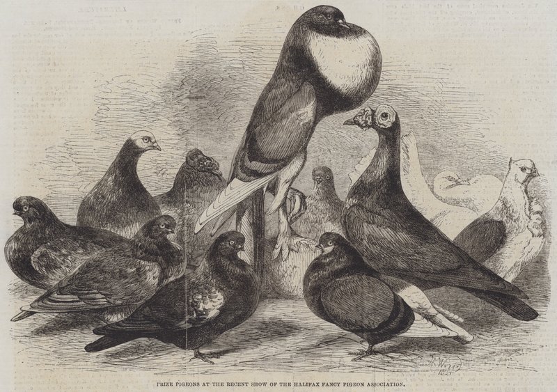 Díjgalambok a Halifax Fancy Pigeon Association legutóbbi bemutatóján alkotó: Harrison William Weir