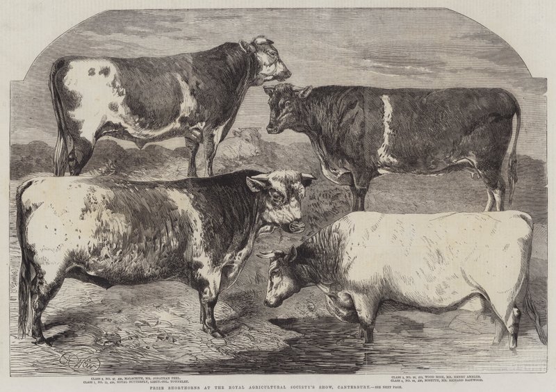Shorthorns díj a Royal Agricultural Society kiállításán, Canterburyben alkotó: Harrison William Weir