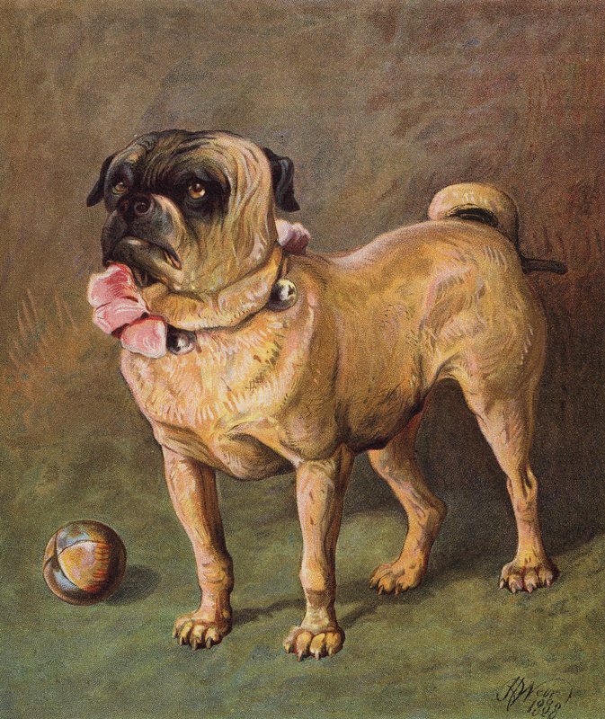 Puggy a kisállat (színes litográfia) alkotó: Harrison William Weir