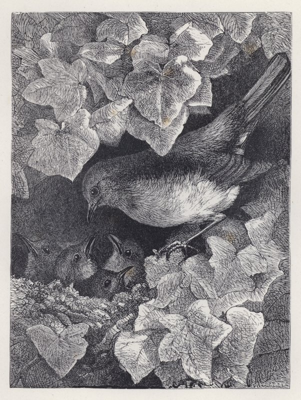 Robin az apja előadásában (metszet) alkotó: Harrison William Weir