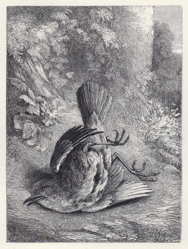 Robin megdöbbent a bukástól (metszet) alkotó: Harrison William Weir