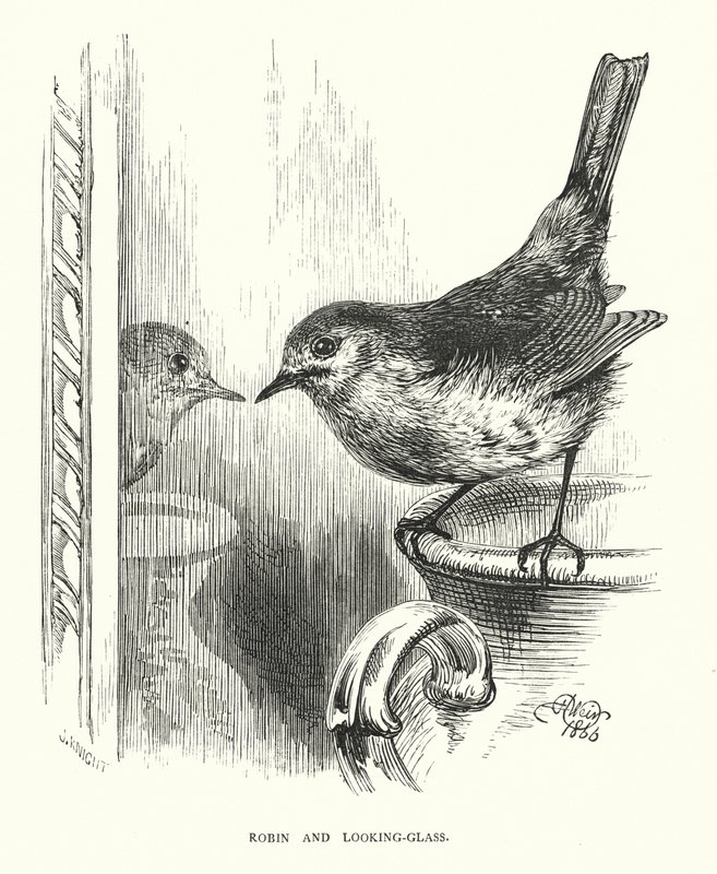 Robin és szemüveg (metszet) alkotó: Harrison William Weir