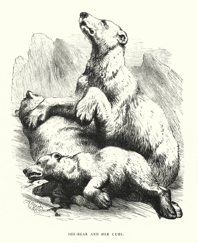 Medve és kölykei (metszet) alkotó: Harrison William Weir